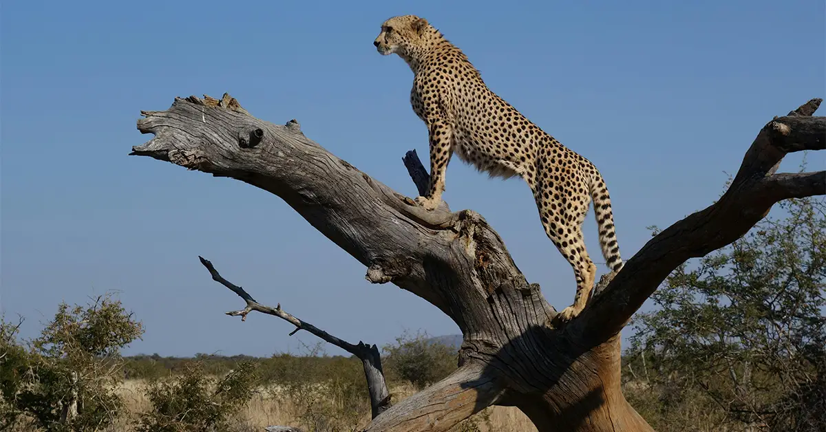 Jaguar And Cheetah