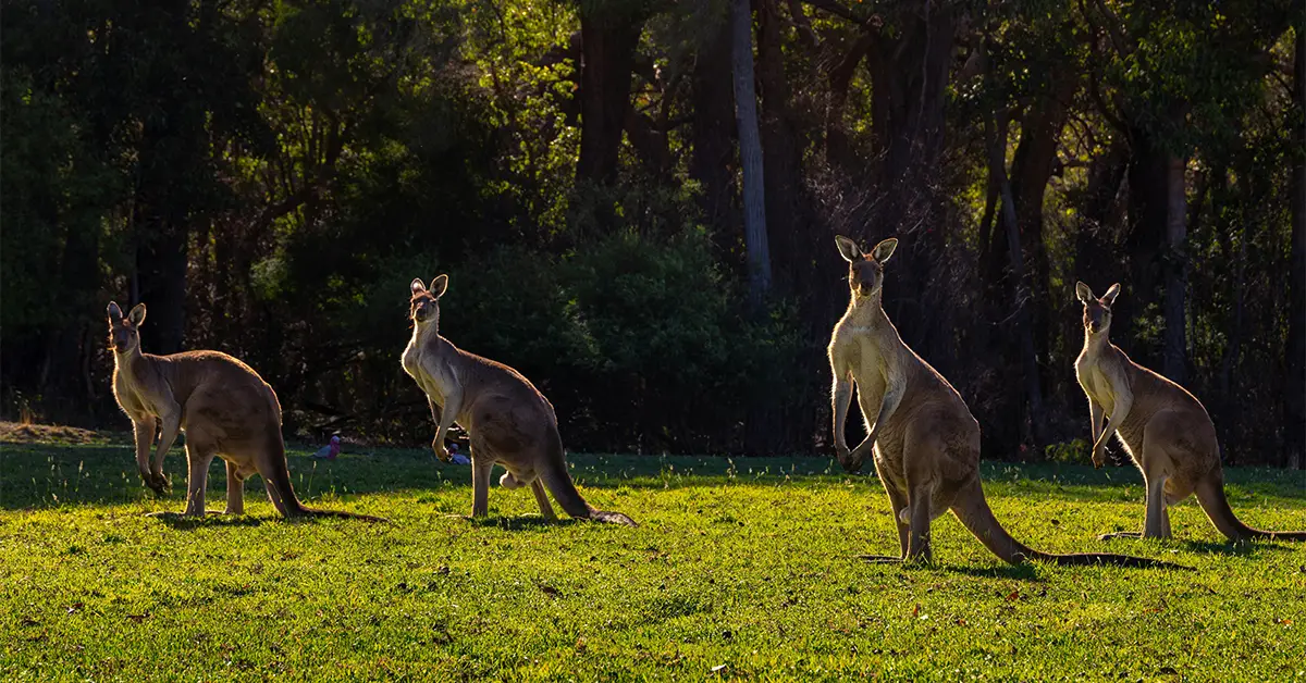 Kangaroos