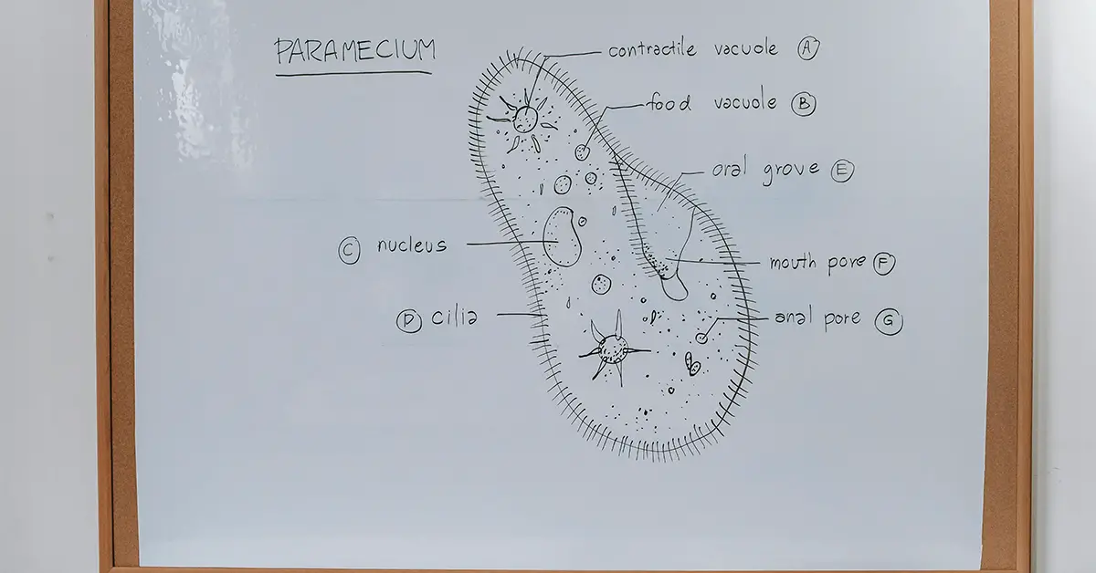 Paramecium and Euglena