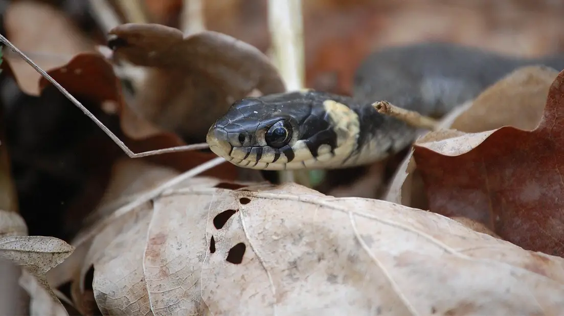 snakes-lay-eggs