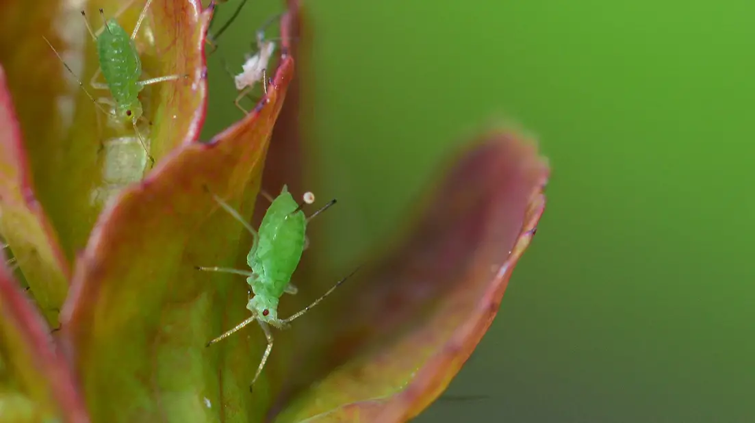 Aphid