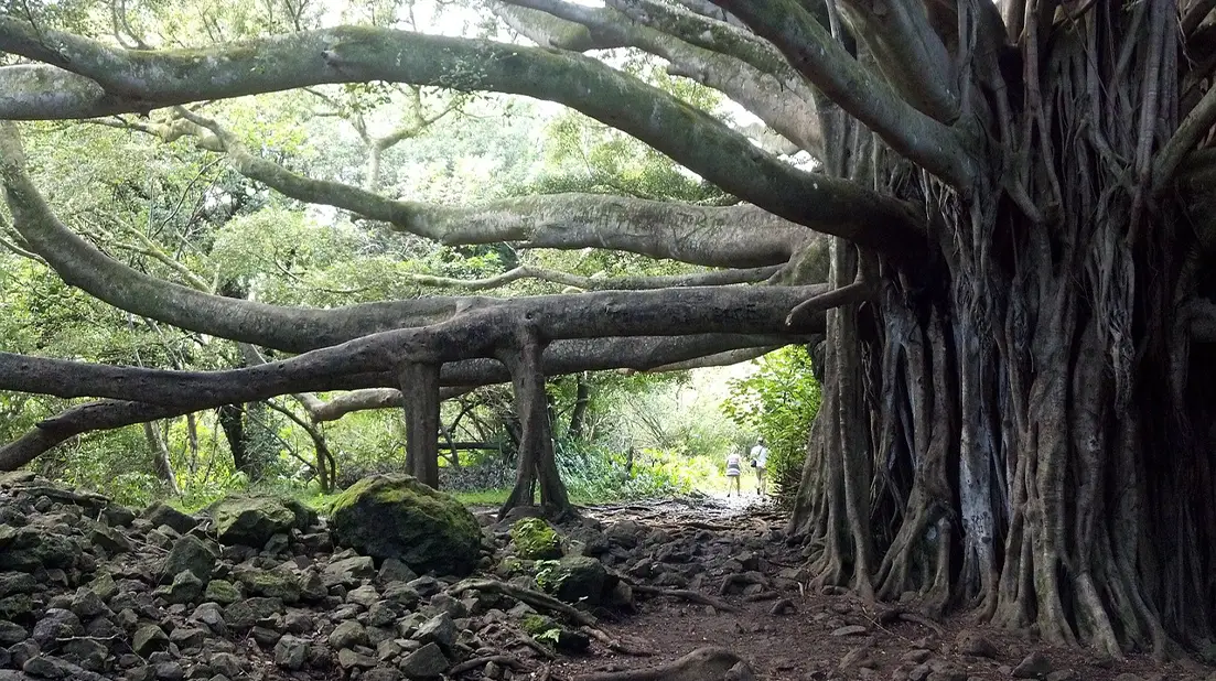 Banyan Tree