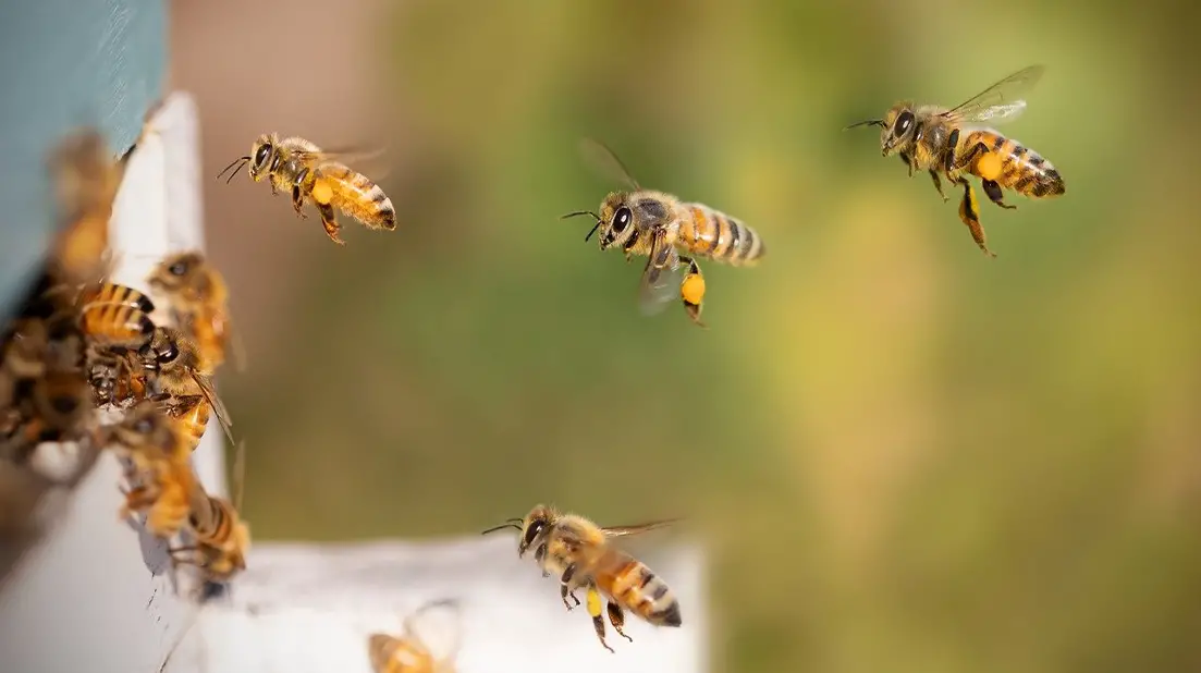 Bees In Winter