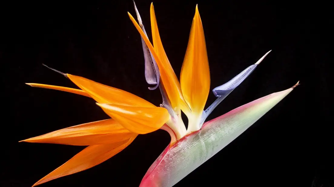 Birds Of Paradise