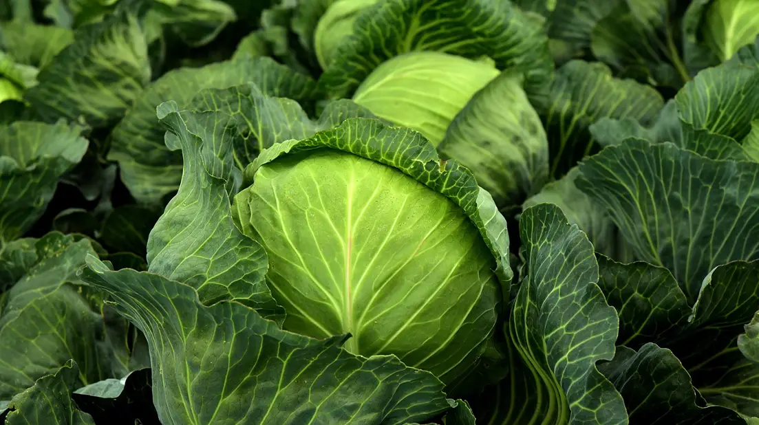 Cabbage