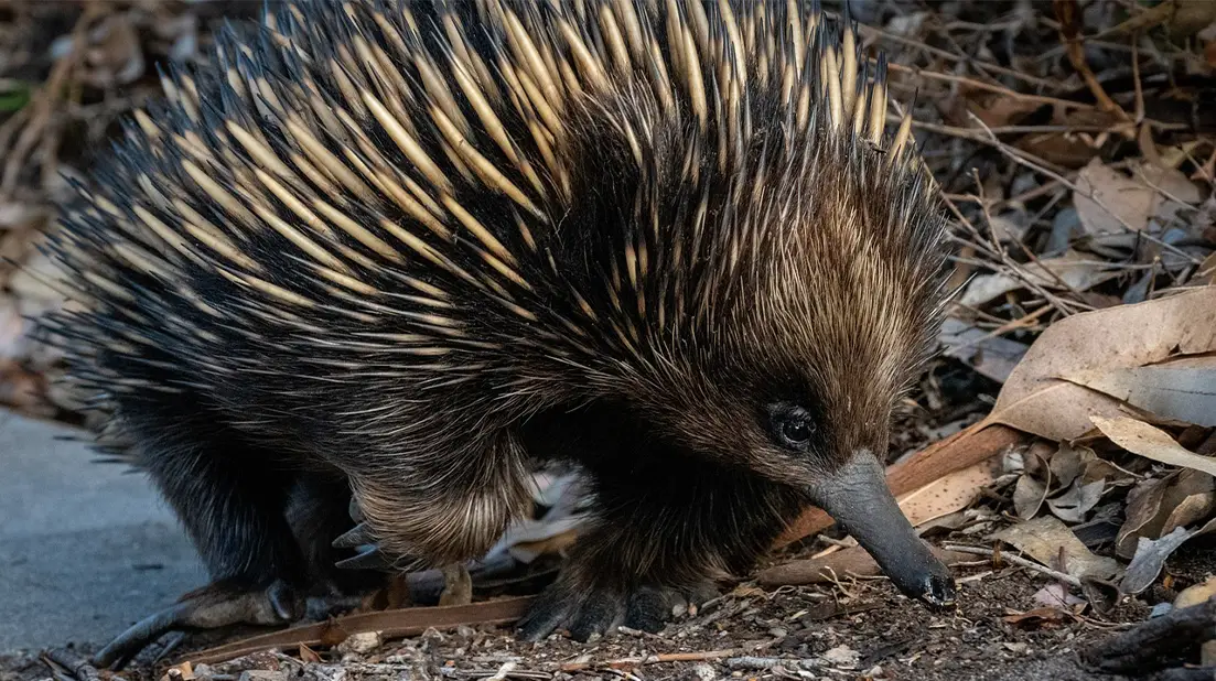 Echidna