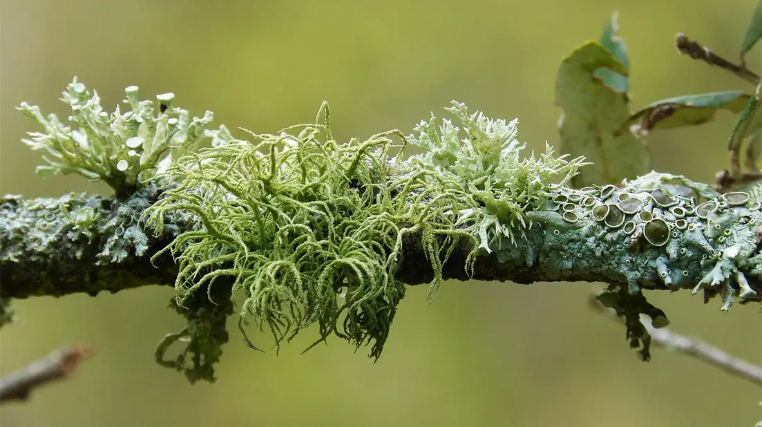 Lichens