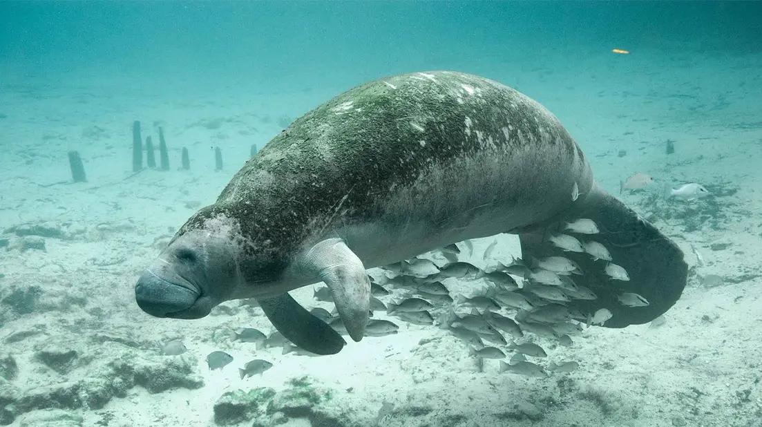 Manatee