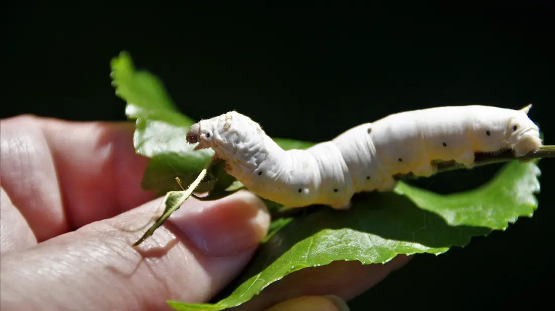 Silkworms