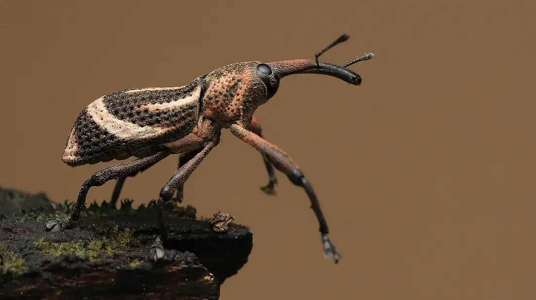 Weevil